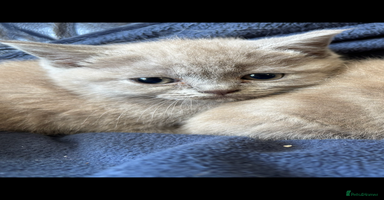 British Shorthair cats - Advert 2