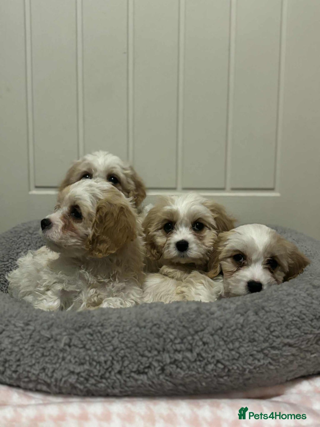 Cavachon dogs for sale: Health tested F1 cavachons  - Advert 8