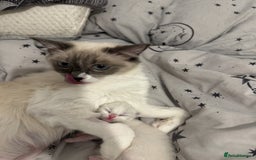 Ragdoll cats for sale: 🐾 Ragdoll Kitten for Sale 🐾 - Image 5