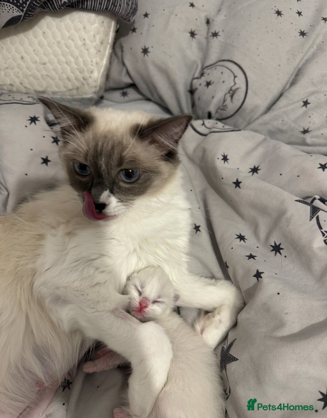 Ragdoll cats for sale: 🐾 Ragdoll Kitten for Sale 🐾 - Image 5