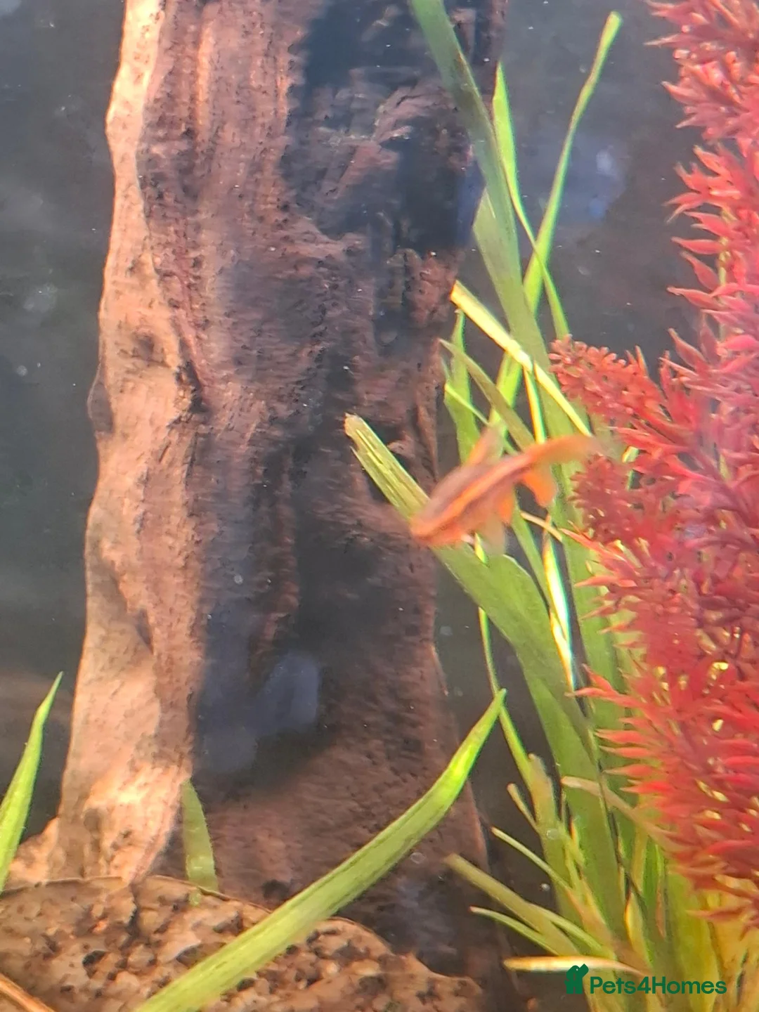 Barbs fish for sale: 7 cherry barbs free to a good home. in Abbots Langley - Advert 2