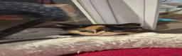Norwegian Forest Cat cats for sale: Gorgeous norwegian forest kittens - Advert 11