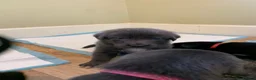 Mixed Breed dogs for sale: Huntaway x Border Collie puppies - Advert 17