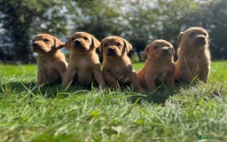 Labrador Retriever dogs for sale: Fox Red Labrador Retrievers - Image 4
