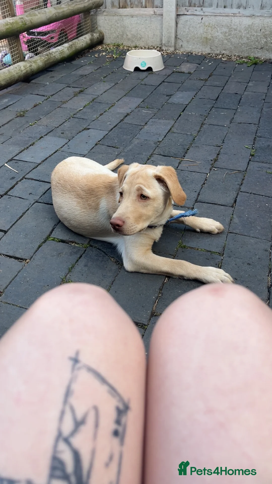 Labrador Retriever dogs for sale: Oscar yellow Labrador retriever  in Nottingham - Advert 2