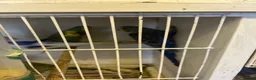 Budgerigars birds for sale: Baby budgies for sale - Advert 2