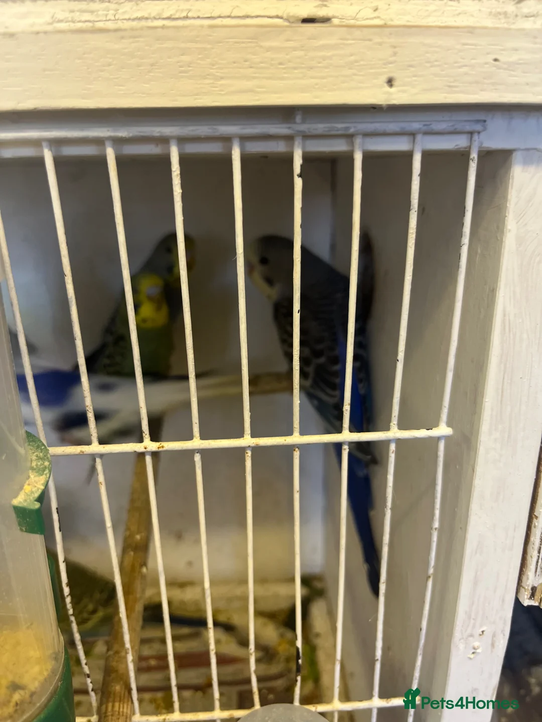 Budgerigars birds for sale: Baby budgies for sale - Advert 2