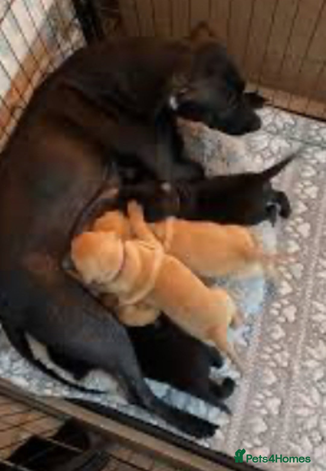 Mixed Breed dogs for sale: Male puppy ready for new home  - Advert 2