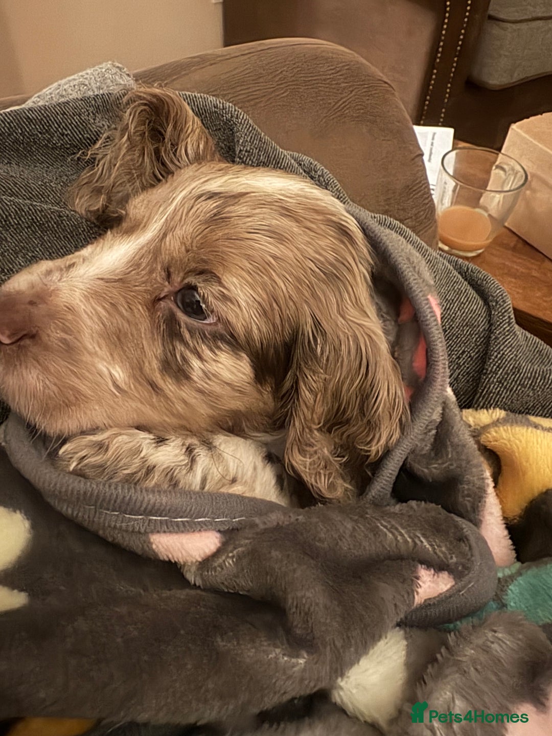 Cocker Spaniel dogs for sale: Cocker spaniel pups - Advert 1