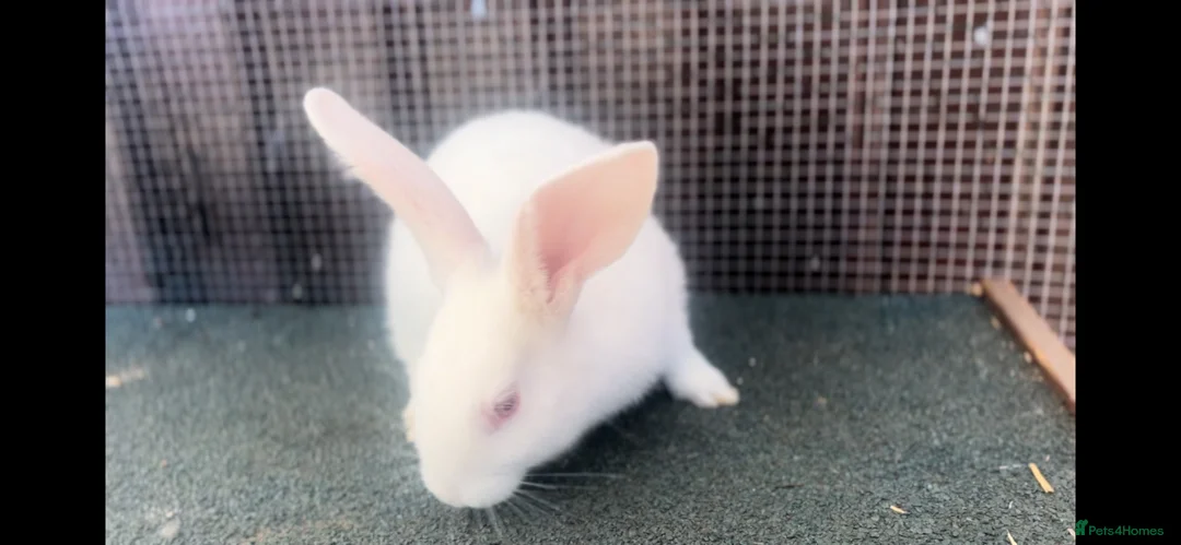 Mixed Breed rabbits for sale: Mixed baby rabbits - Advert 2