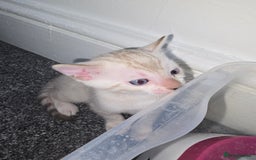 Bengal cats for sale: SNOW BENGAL BLUE EYES TICA PET/ACTIVE - Image 3