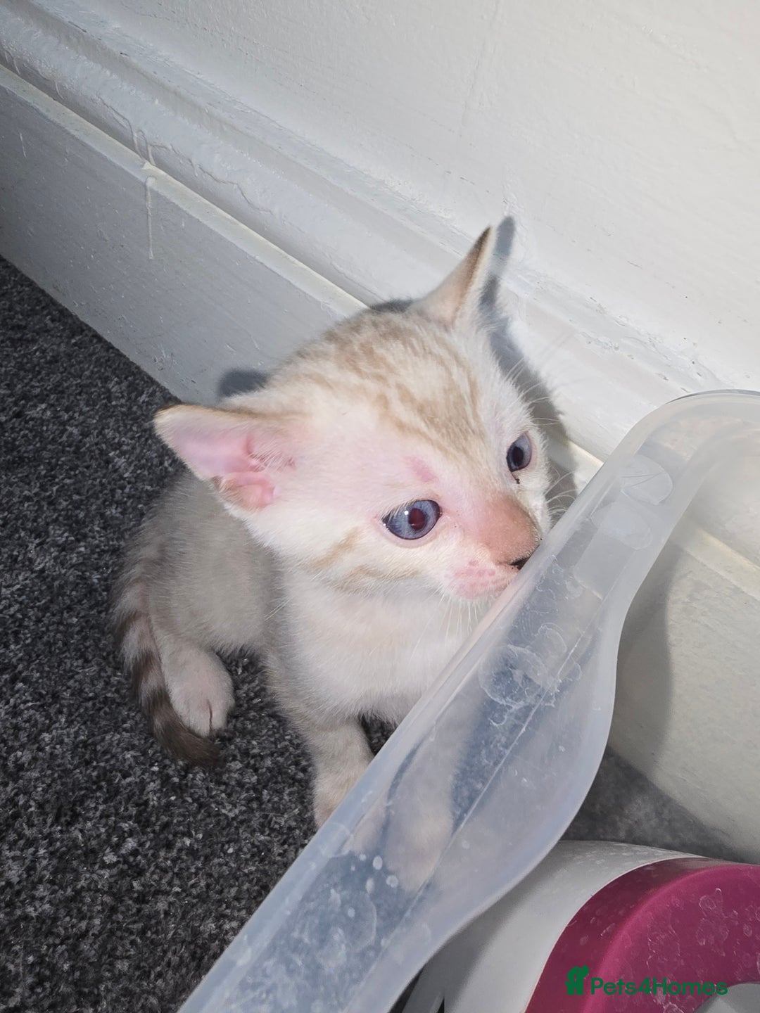 Bengal cats for sale: SNOW BENGAL BLUE EYES TICA PET/ACTIVE - Image 3