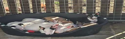 English Bull Terrier dogs for sale: English bullterrier pups for sale - Advert 3