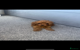 Cavapoo dogs for sale: Stunning health tested f1 Cavapoos ready now  - Image 10