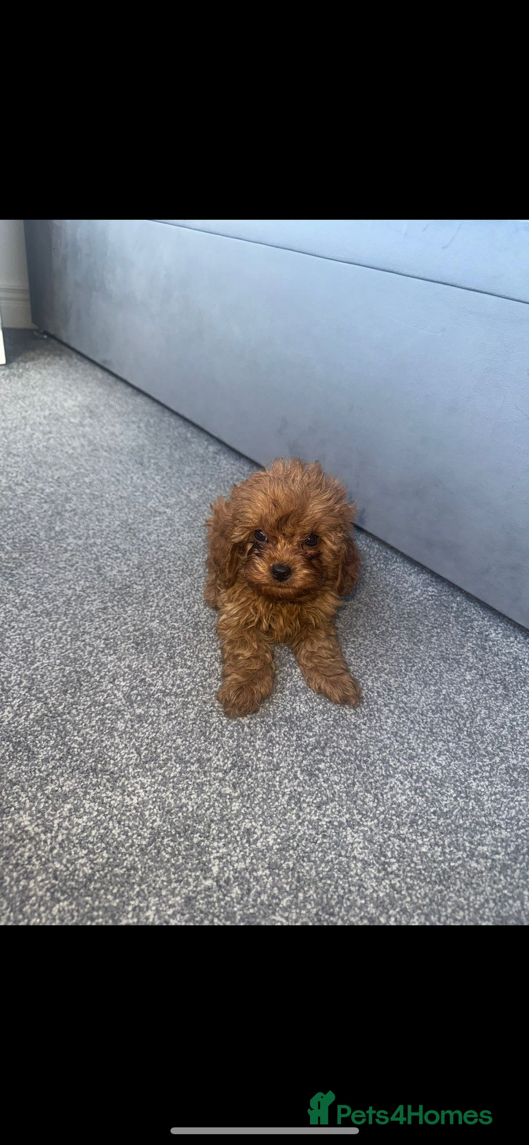 Cavapoo dogs for sale: Stunning health tested f1 Cavapoos ready now  - Image 10