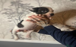 Mixed Breed dogs for sale: Bulldogs for sale  - Image 24