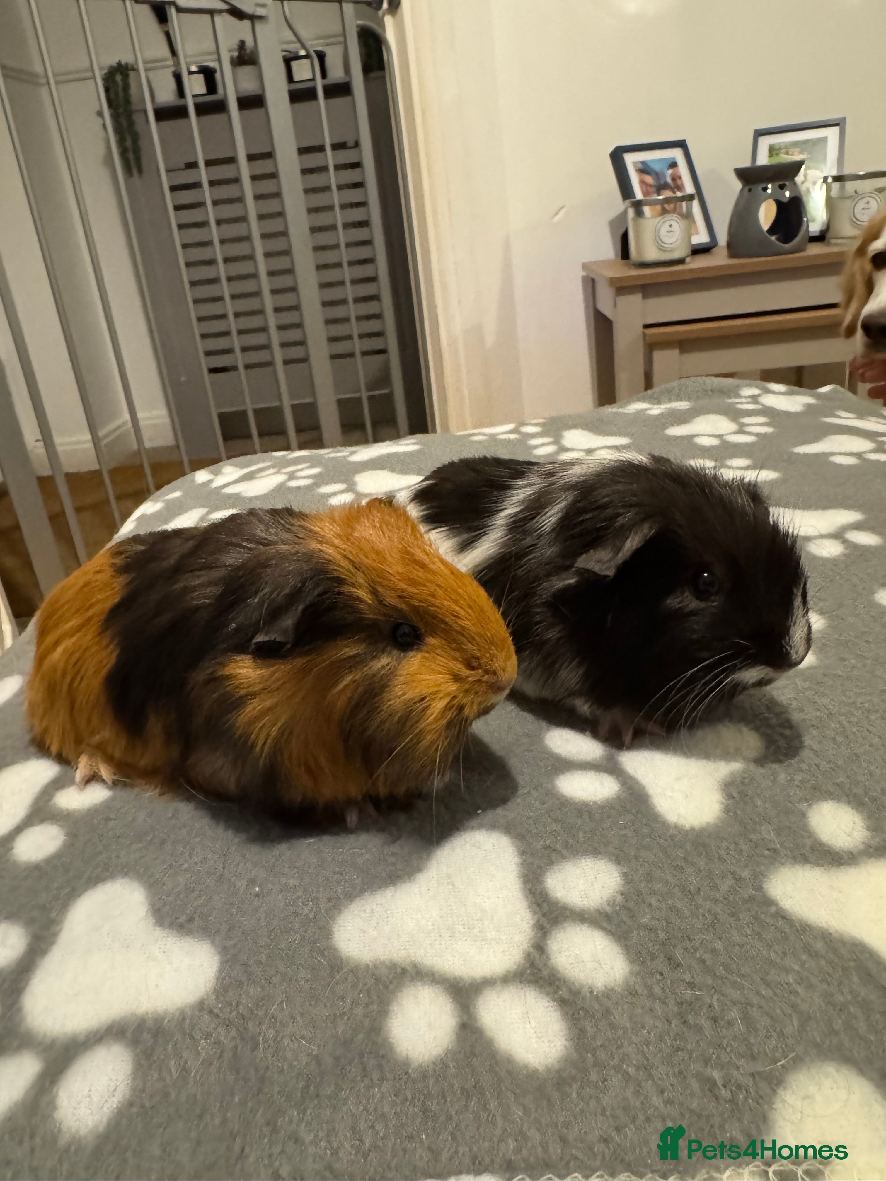 Guinea Pig rodents 2 female baby guinea pigs  - Advert 1