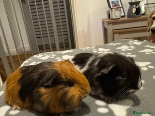 Guinea Pig rodents 2 female baby guinea pigs - Advert 1