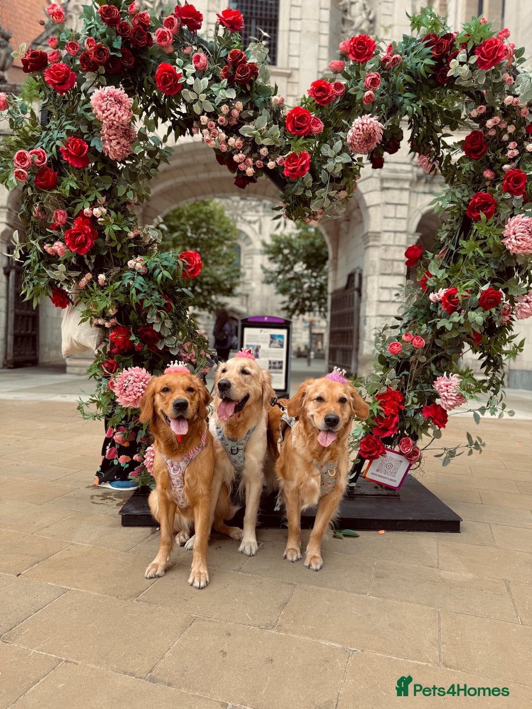 Golden Retriever dogs for sale: 🤍🧸 last puppy girl looking for her forever home - Advert 6