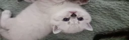 Scottish Fold cats for sale: 🐾 Scottish Straight Kittens for Sale – Premium  - Advert 2