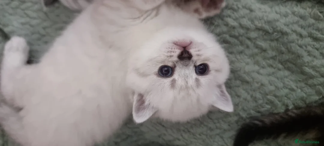 Scottish Fold cats for sale: 🐾 Scottish Straight Kittens for Sale – Premium  - Advert 2