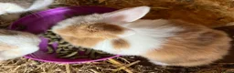 Mini Lop rabbits for sale: Gorgeous pure breed Mini Lops in Saffron Walden - Advert 8
