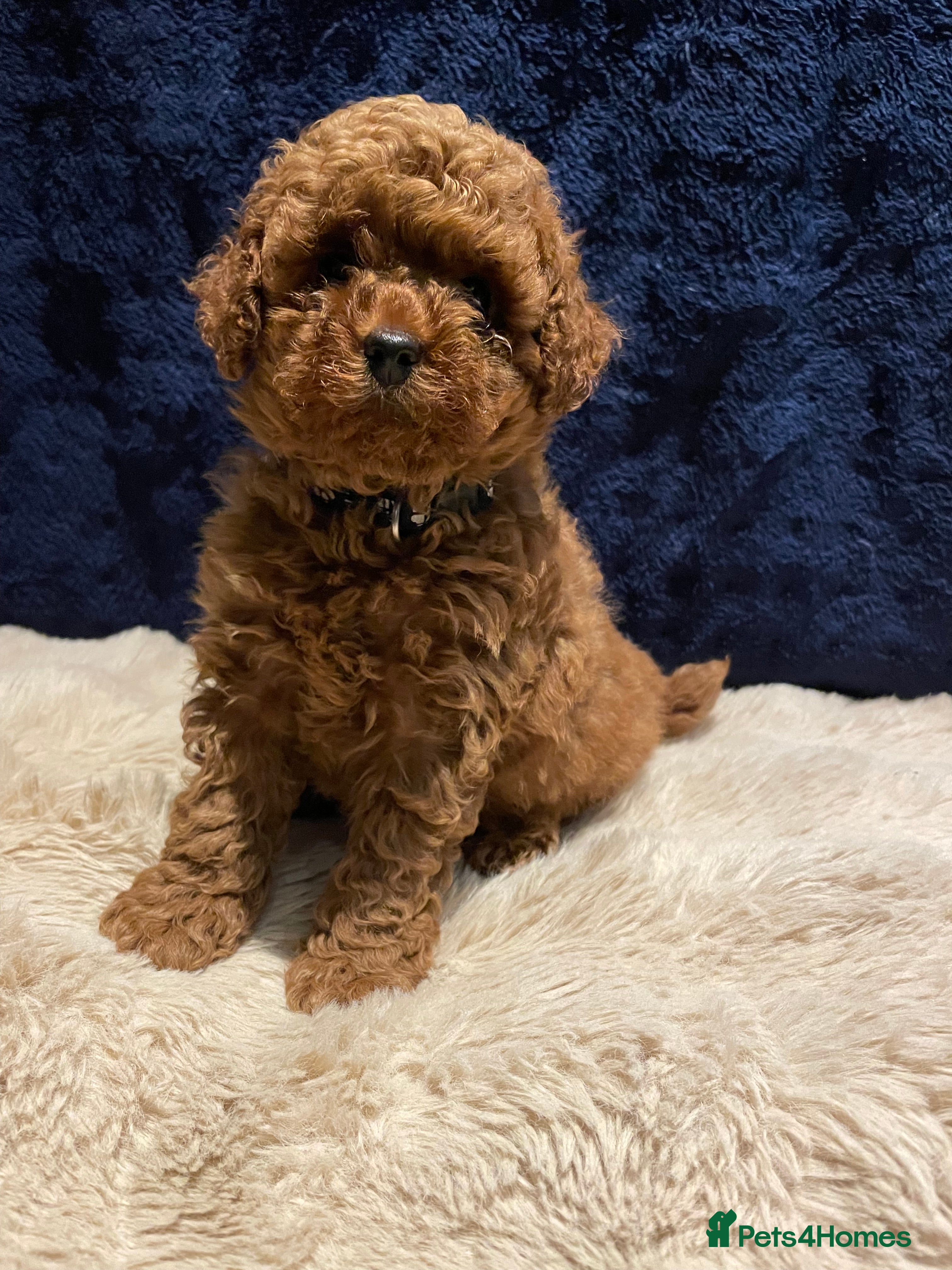 Toy Poodle dogs Gorgeous red boy Toy Poodle Puppy - Advert 9