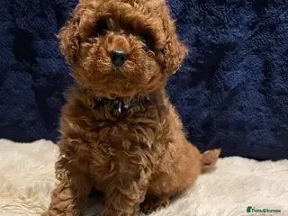 Toy Poodle dogs Gorgeous red boy Toy Poodle Puppy - Advert 9