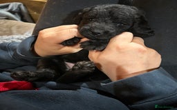 Labradoodle dogs for sale: Fantastic F1 Labradoodles (black) - Image 2