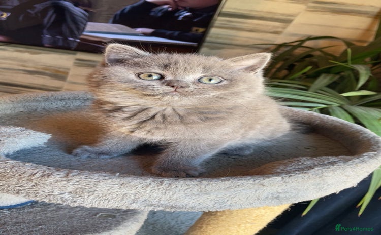 British Shorthair cats - Advert 2
