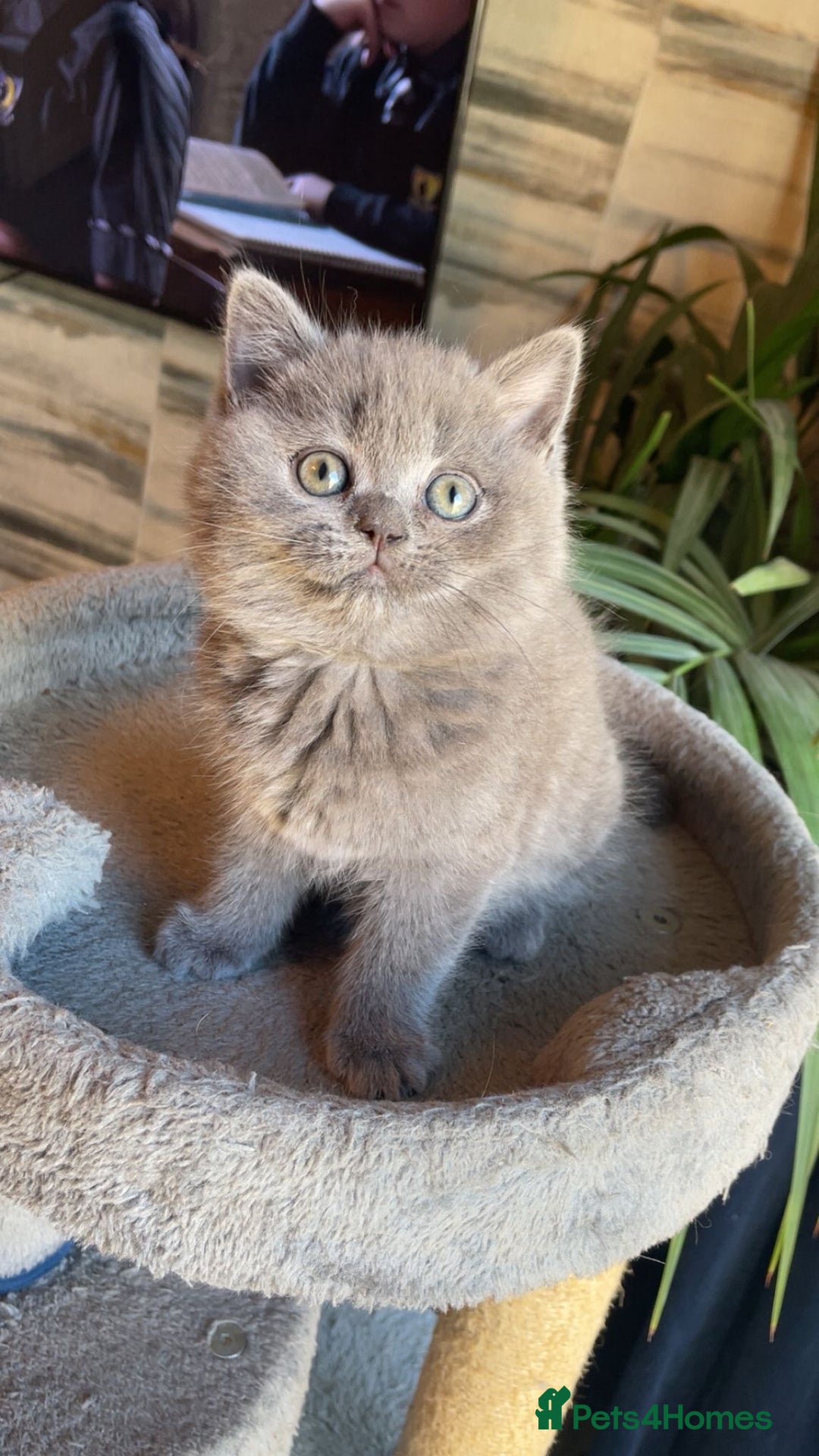 British Shorthair cats for sale: ❤️ British Shorthair Kittens   💙  - Image 1