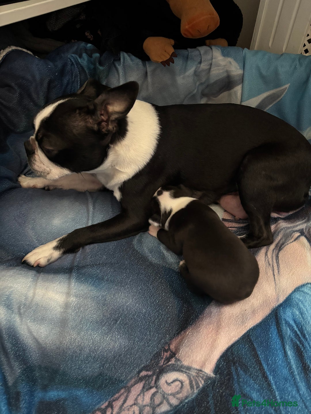 Boston Terrier dogs for sale: Boston Terrier 🐕 Puppy 🐕 KC Registered - Advert 1