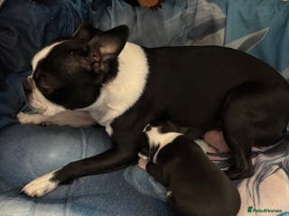 Boston Terrier dogs Boston Terrier 🐕 Puppy 🐕 KC Registered - Advert 11