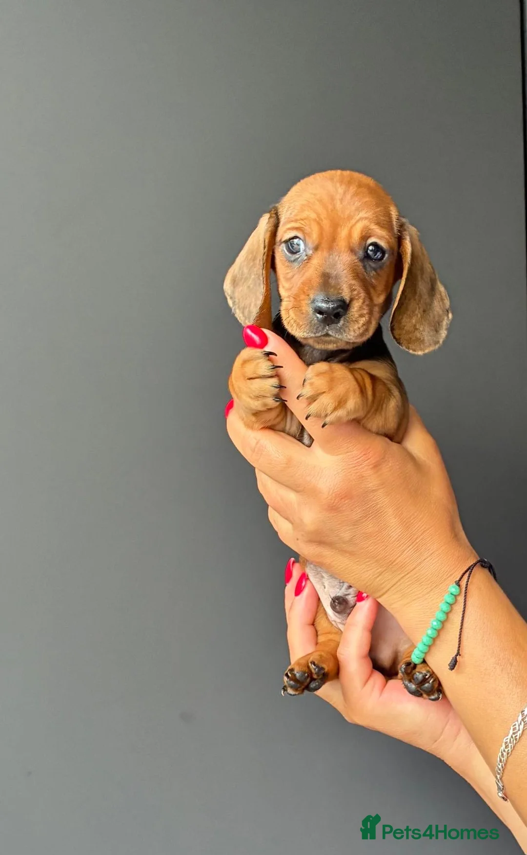 Miniature Dachshund dogs for sale: Only 1 Boy pup left  - Advert 16