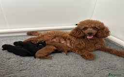 Cavapoo dogs for sale: Fully Health Tested F1 Cavapoo Puppies - 2 Left - Image 7