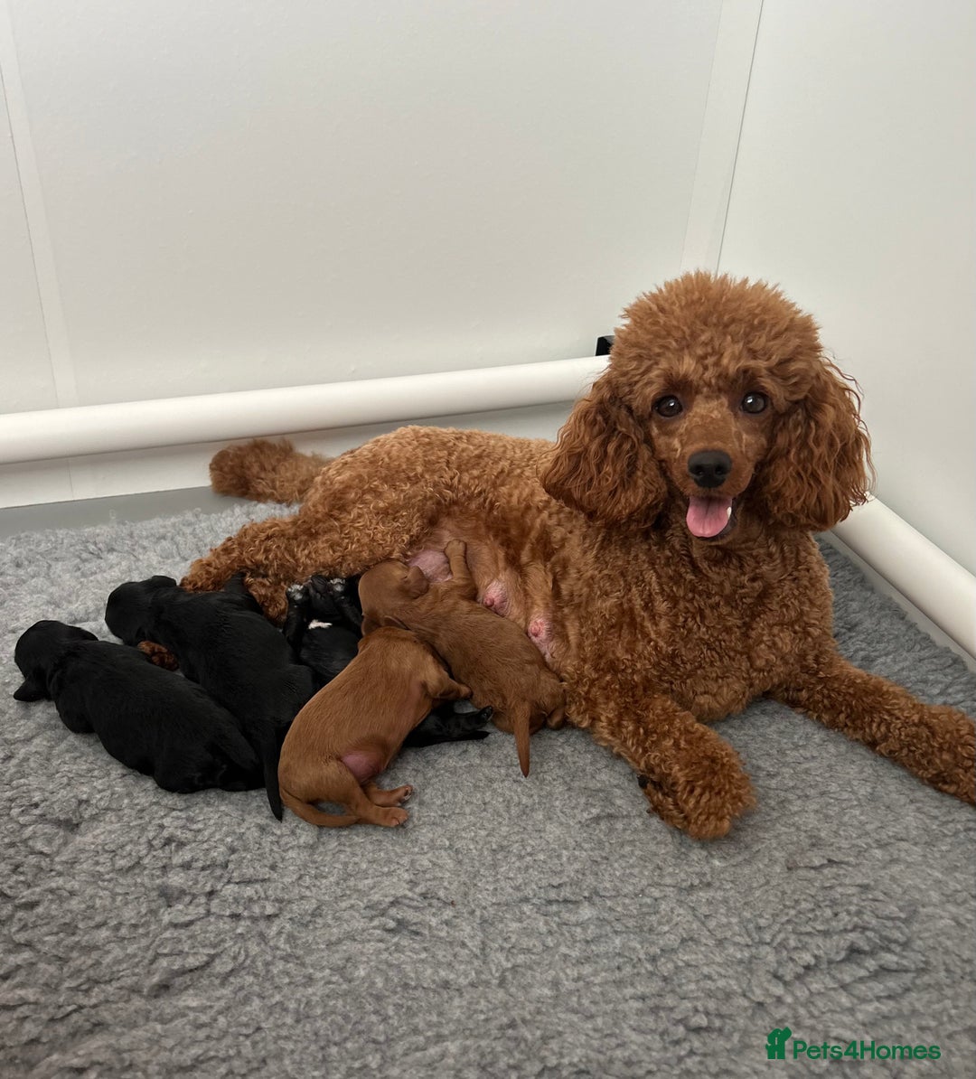 Cavapoo dogs for sale: Fully Health Tested F1 Cavapoo Puppies - 2 Left - Image 7