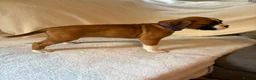 Boxer dogs for sale: *** 22 Championships between parents *** in Newbury - Advert 19