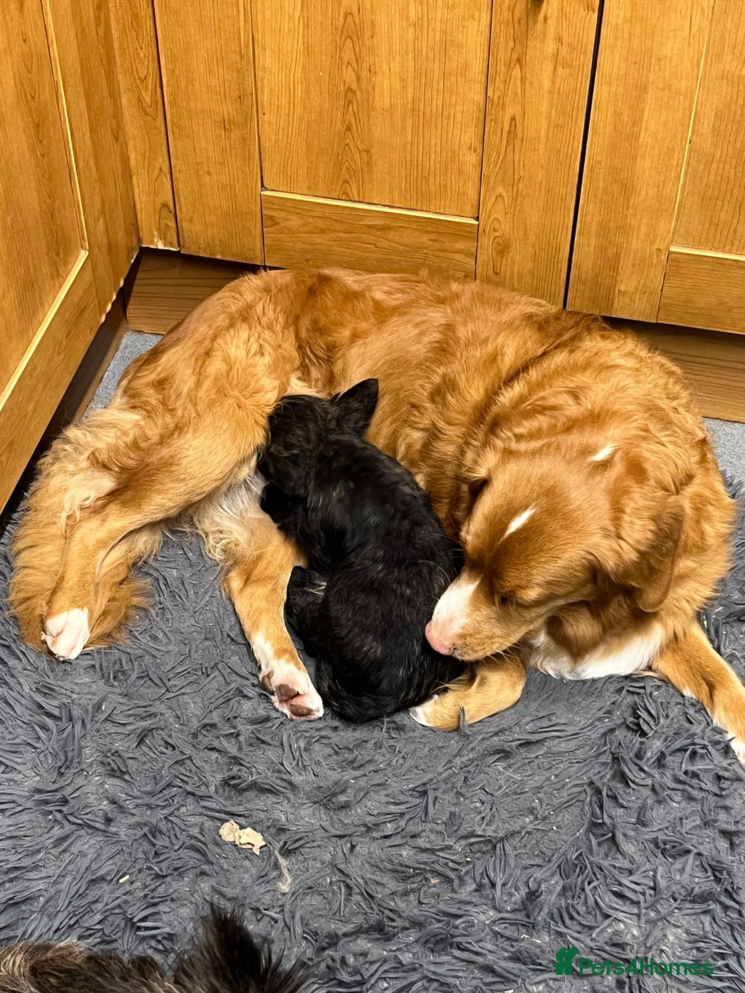 Cairn Terrier dogs for sale: Adorable Cairn Terrier Puppies - Image 18