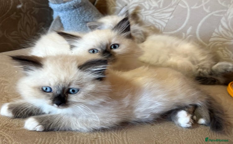 Siberian cats - Advert 6