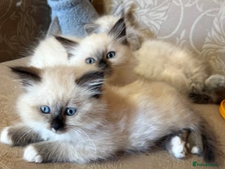 Siberian cats - Advert 4