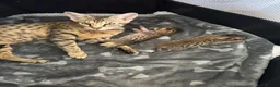 Savannah cats for sale: Savannah F4 girls - Advert 21
