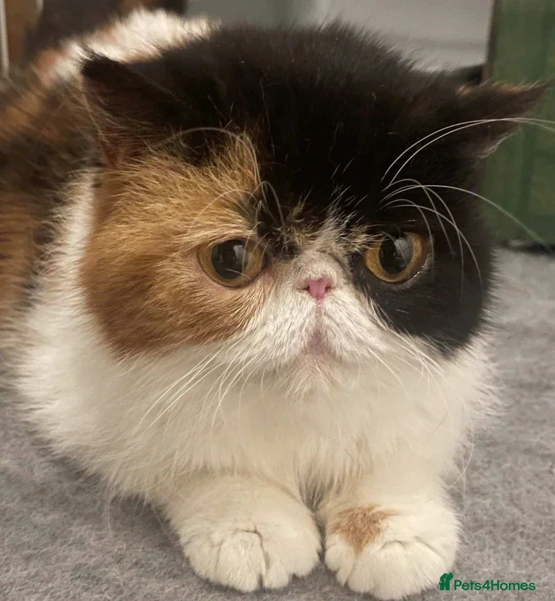 Exotic cats for sale: Stunning pedigree girls, ready to go!  - Advert 2