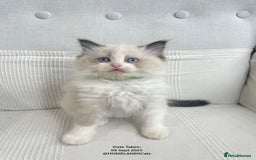 Ragdoll cats for sale: 🐾Stunning Ragdoll Kittens🧬DNA🏆ChampParents🐾 - Image 10