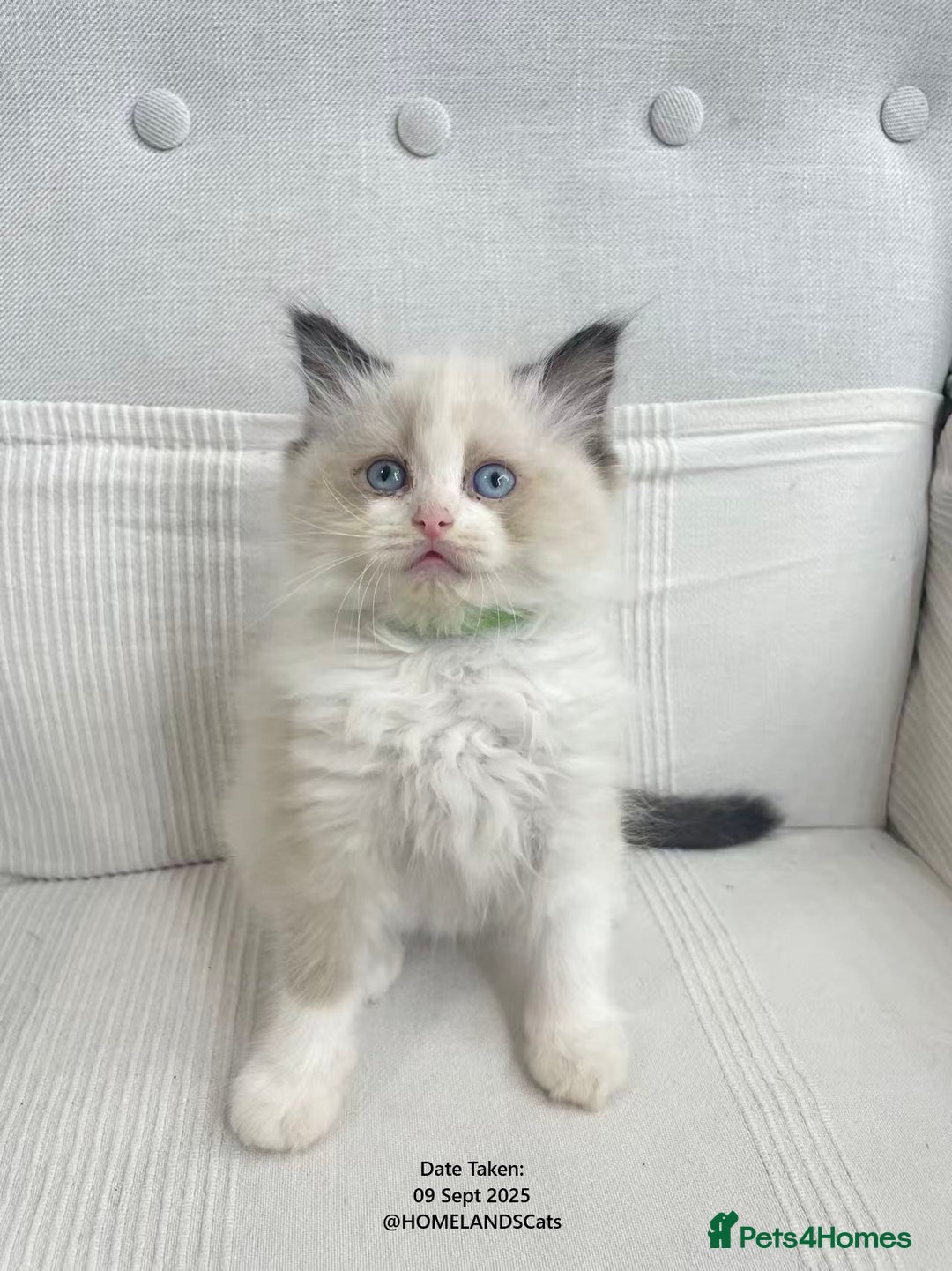 Ragdoll cats for sale: 🐾Stunning Ragdoll Kittens🧬DNA🏆ChampParents🐾 - Image 10