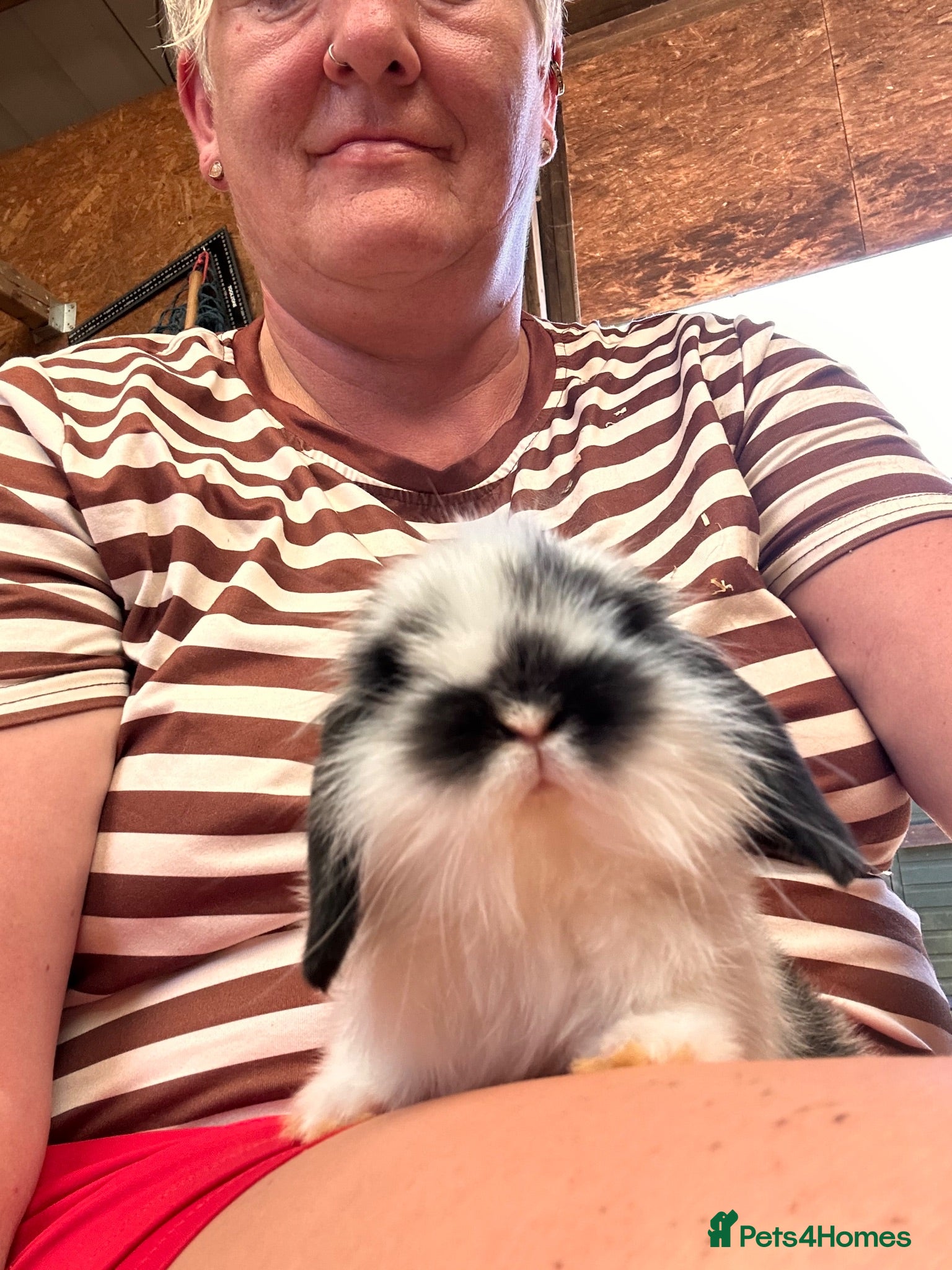 Mini Lop rabbits 2 pure bred mini lops - Advert 1