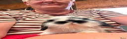 Mini Lop rabbits for sale: 2 pure bred mini lops - Advert 1