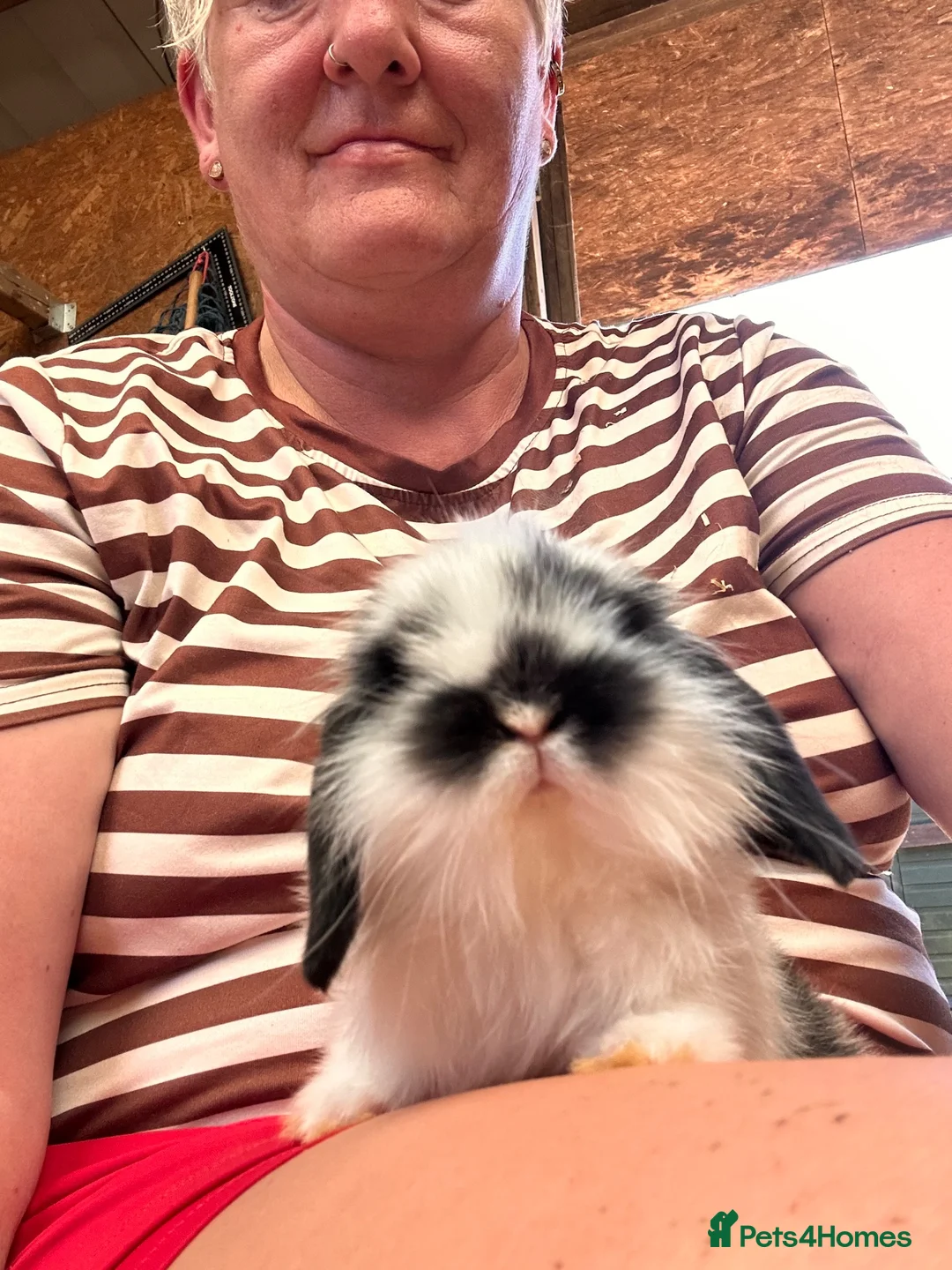 Mini Lop rabbits for sale: 2 pure bred mini lops - Advert 1