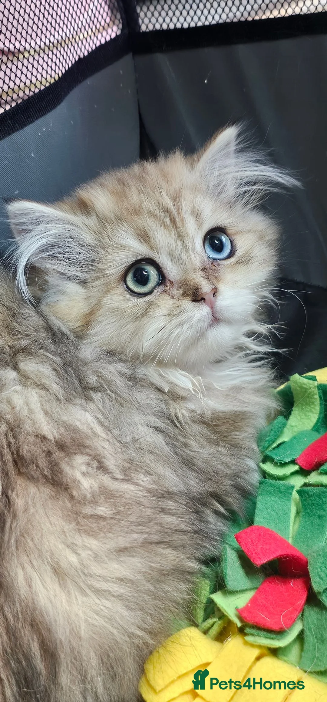 British Shorthair cats for sale: Bsh GOLDEN Chunky Kittens🐱 Ready go now - Advert 2