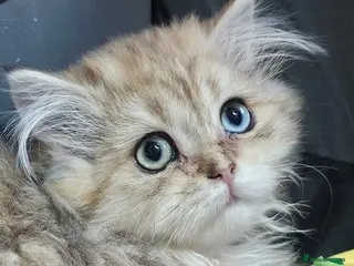 British Shorthair cats Bsh GOLDEN Chunky Kittens🐱 Ready go now - Advert 2