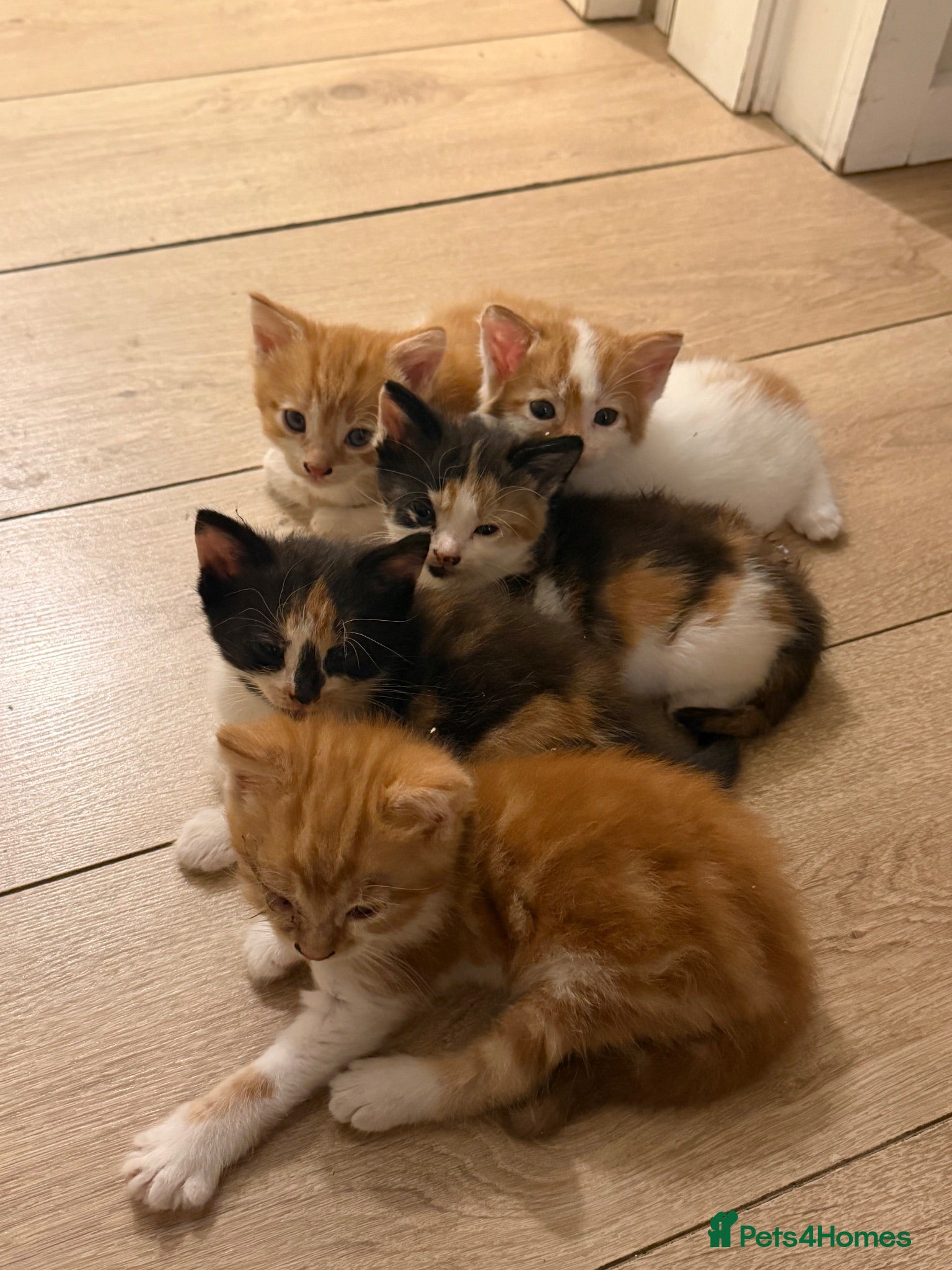 British Shorthair cats Kittens up for adoption! - Advert 4